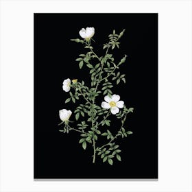 Vintage Hedge Rose Botanical Illustration on Solid Black n.0912 Canvas Print