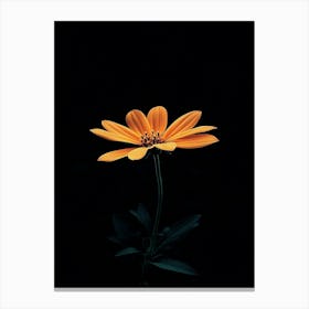 Single Flower On Black Background 3 Canvas Print