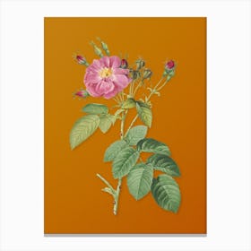Vintage Harsh Downy Rose Botanical on Sunset Orange Canvas Print