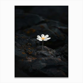 White Flower On A Rock 1 Stampe su tela