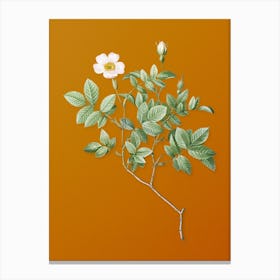 Vintage Rosebush Botanical on Sunset Orange Canvas Print
