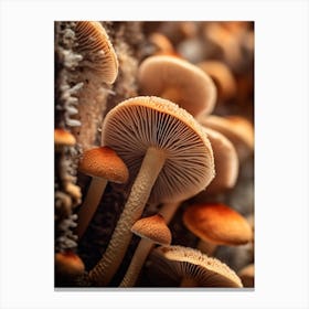 Mushroom Photography 3 Canvas Print