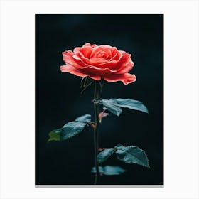 Single Rose 12 Canvas Print