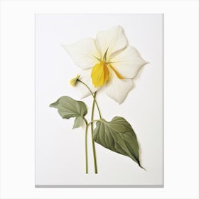 Pressed Wildflower Botanical Art Great White Trillium Canvas Print