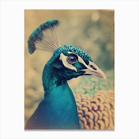 Peacock Polaroid Inspired 1 Canvas Print