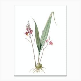 Vintage Pine Pink Botanical Illustration on Pure White n.0611 Canvas Print