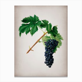 Vintage Black Aleatico Grape Botanical on Parchment n.0714 Canvas Print