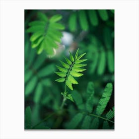 Green Leaf In The Forest Canvas Print