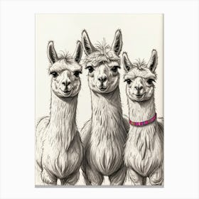 Llamas Canvas Print