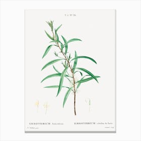 Willow Leaved Hakea, Pierre Joseph Redoute Canvas Print