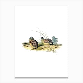 Vintage Chestnut Backed Buttonquail Bird Illustration on Pure White n.0228 Canvas Print