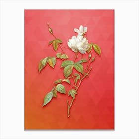 Vintage White Bengal Rose Botanical Art on Fiery Red n.0897 Canvas Print