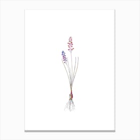 Stained Glass Autumn Squill Mosaic Botanical Illustration on White n.0334 Canvas Print