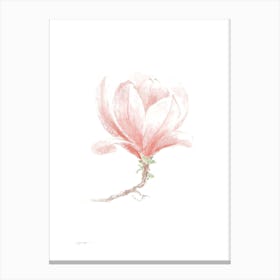 Magnolia Canvas Print