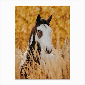 Horse In Wheat Field Canvas Print