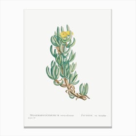 Mesembryanthemum Veruculatum, Pierre Joseph Redoute Canvas Print