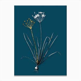 Vintage Allium Straitum Black and White Gold Leaf Floral Art on Teal Blue n.0066 Canvas Print