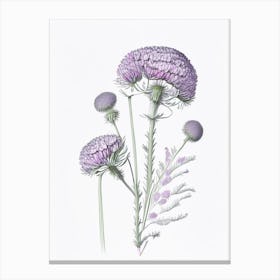 Scabiosa Floral Quentin Blake Inspired Illustration 3 Flower Canvas Print