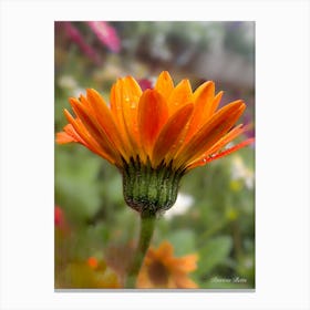 Gerbera Daisy - Photography Canvas Print