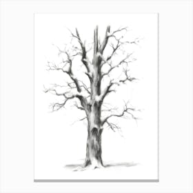 Bare Tree Canvas Print