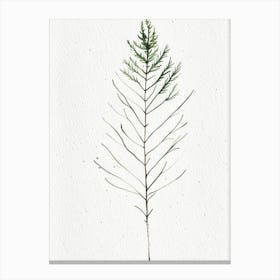White Pine Leaf Minimalist Watercolour 2 Canvas Print