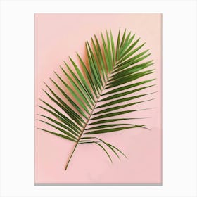 Palm Leaf On Pink Background Canvas Print
