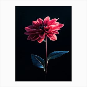 Dahlia Flower 9 Canvas Print