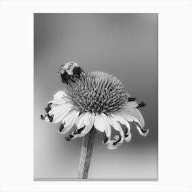 Bee On Coneflowers Canvas Print