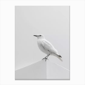 White Gull Canvas Print