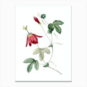 Vintage Red Passion Flower Botanical Illustration on Pure White n.0062 Canvas Print