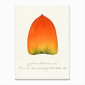 Japanese Orange Canvas Print