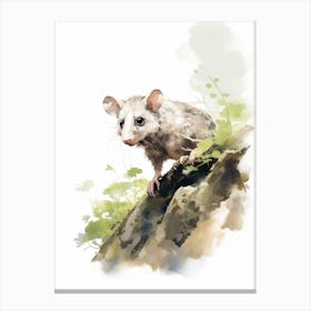 Light Watercolor Painting Of A Foraging Possum 2 Canvas Print