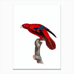 Vintage Red Lory Bird Illustration on Pure White n.0028 Canvas Print