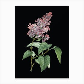 Vintage Common Pink Lilac Plant Botanical Illustration on Solid Black n.0285 Canvas Print