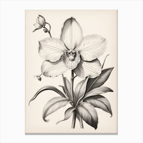 Vintage Orchid Canvas Print