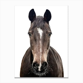 Black Horse Portrait Canvas Print