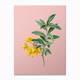 Vintage Yellow Azalea Botanical on Soft Pink n.0853 Canvas Print