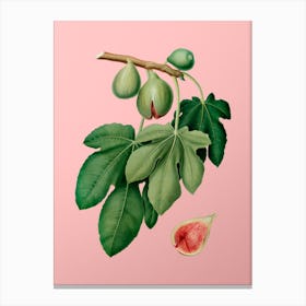 Vintage Fig Botanical on Soft Pink n.0017 Canvas Print