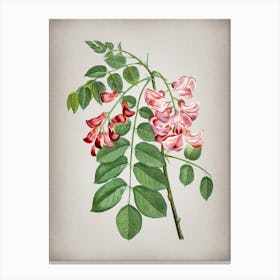 Vintage Robinier Rose Bloom Botanical on Parchment n.0750 Canvas Print