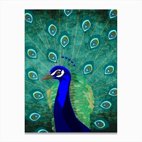 Illu Peacock Canvas Print