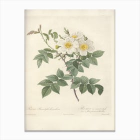 Rose Illustration, Pierre Joseph Redoute (83) Canvas Print