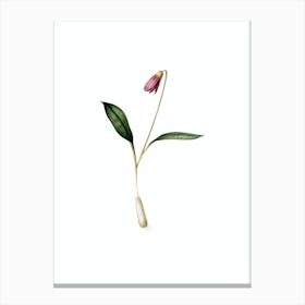 Vintage Erythronium Botanical Illustration on Pure White n.0071 Canvas Print