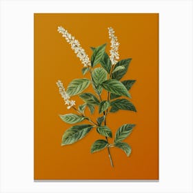 Vintage Virginia Sweetspire Botanical on Sunset Orange n.0324 Canvas Print