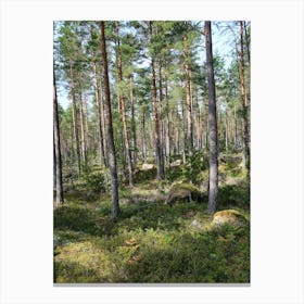 Swedish forrest 40893 Canvas Print