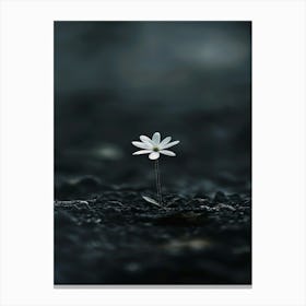 Single Flower In The Dark 43 Canvas Print