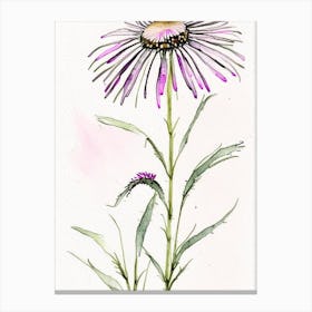 Echinacea Herb Minimalist Watercolour 3 Canvas Print