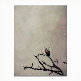 Vulture Canvas Print