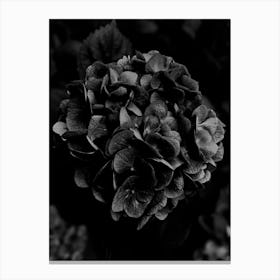 Black on Black Hydrangea Canvas Print