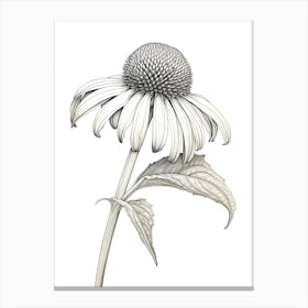 Echinacea Vintage Botanical Herbs 3 Canvas Print