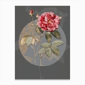 Vintage Botanical French Rose on Circle Gray on Gray n.0288 Canvas Print